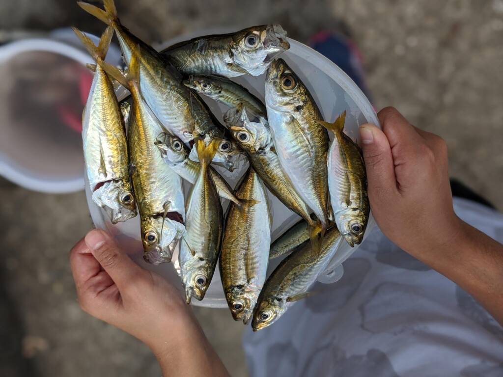 釣りに行って アジとウミタナゴを釣る 古田健のブログ